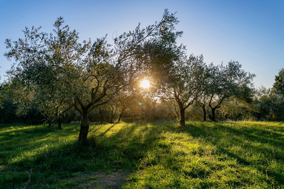 Olivos