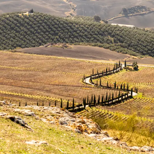 carrusel-oleoturismo-2