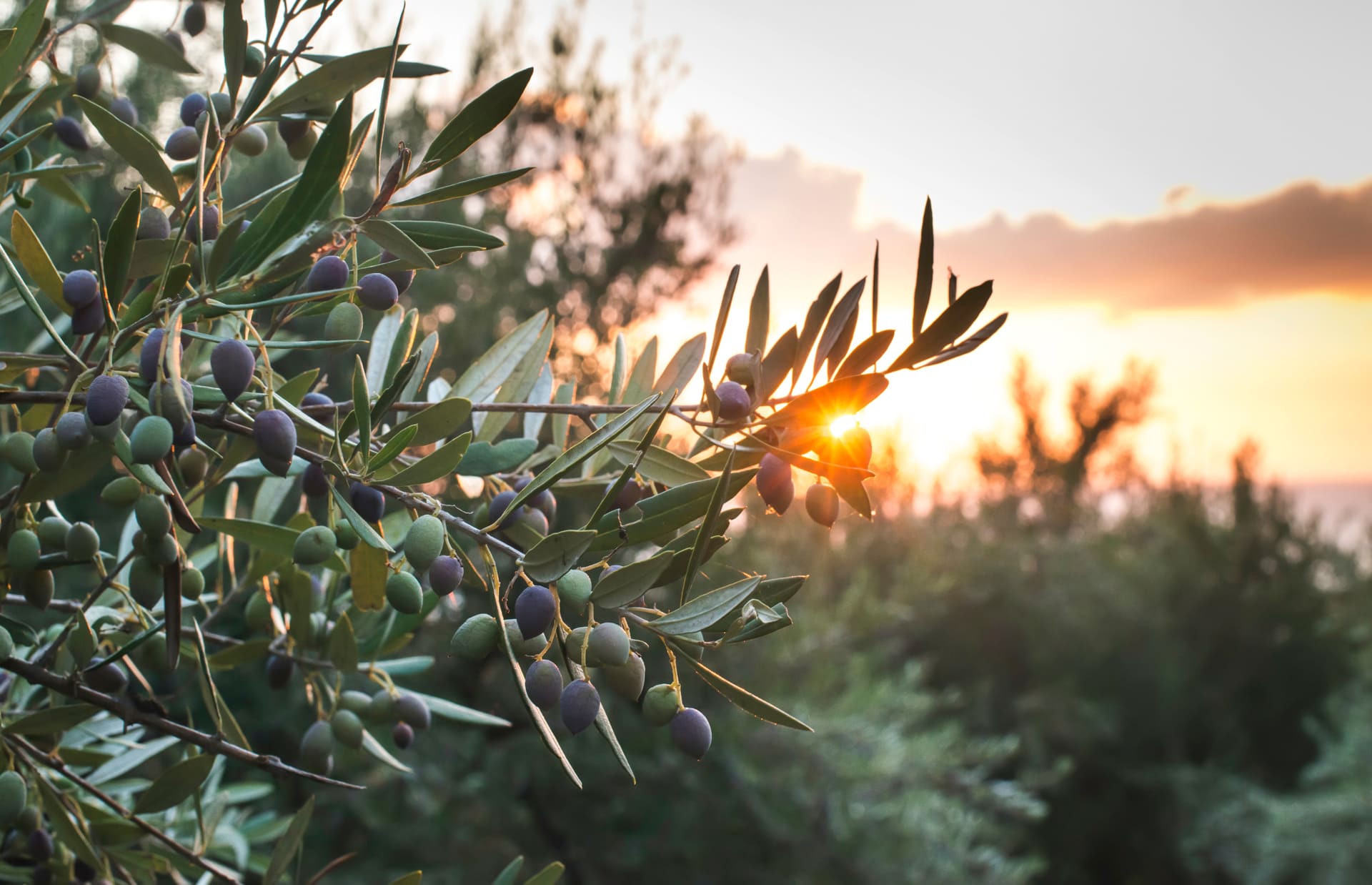 olivos