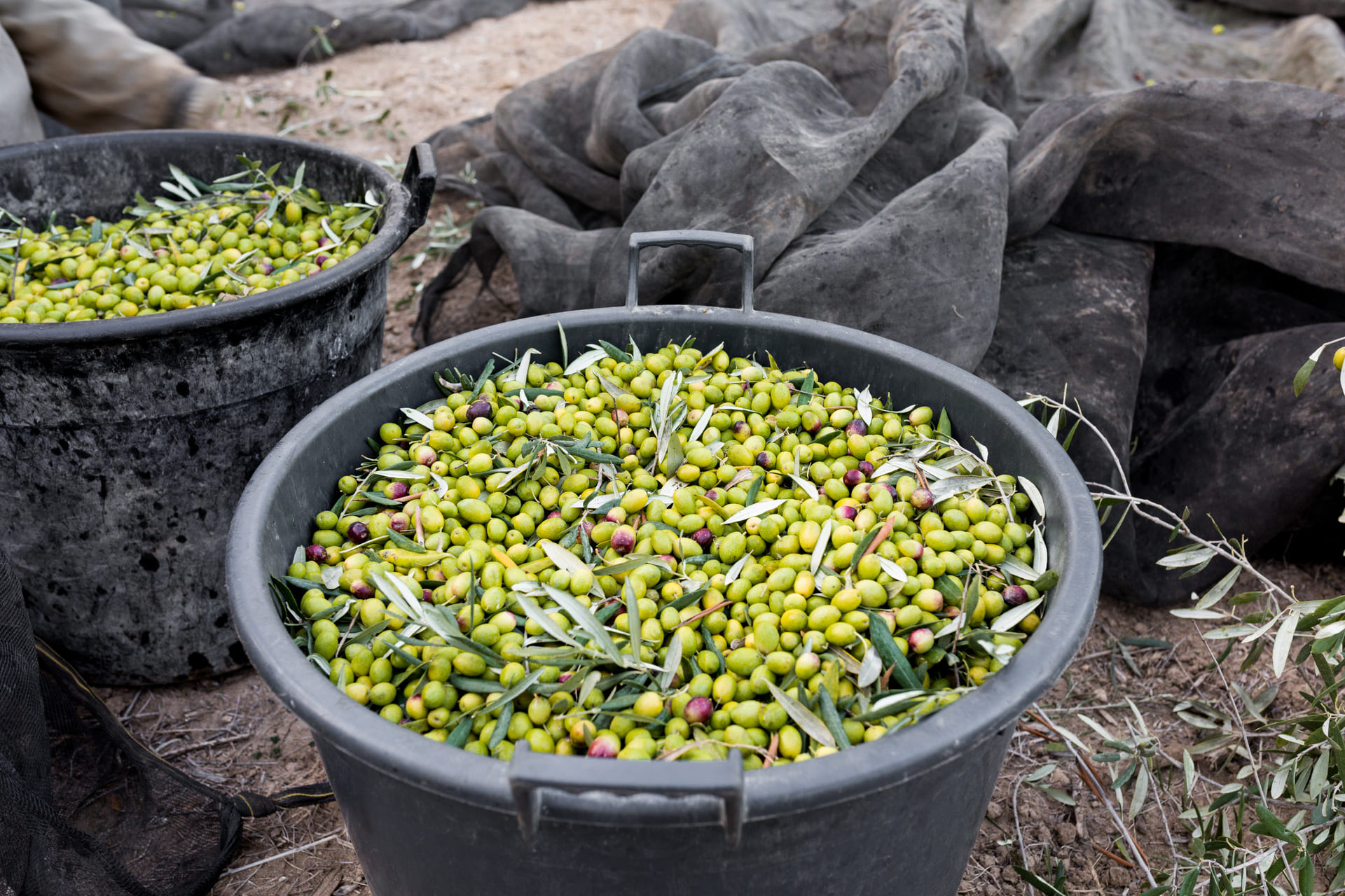 aceitunas recolectadas