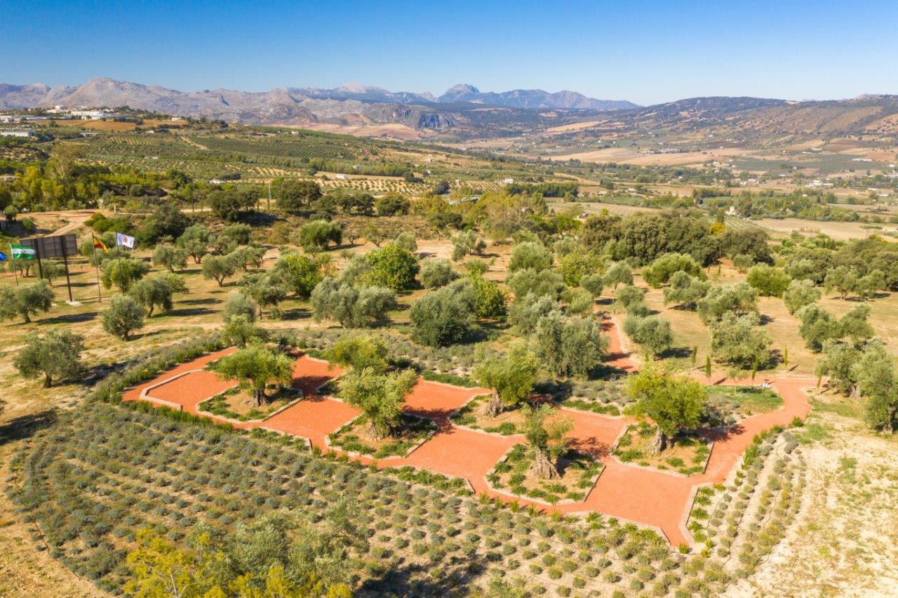 OLIVOS CENTENARIOS SMALL
