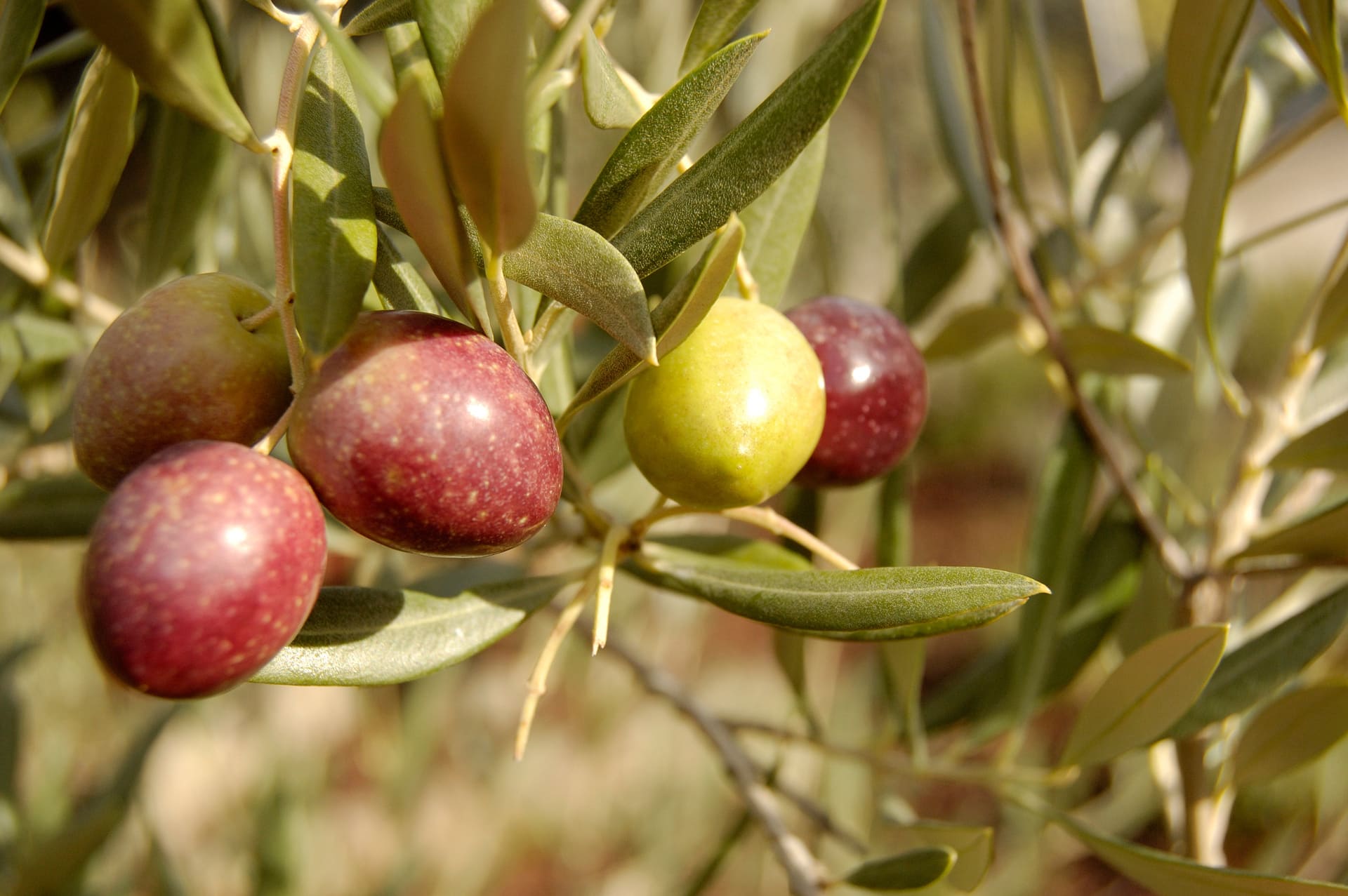 Variedades de Aceite de Oliva tipos, sabores y usos del AOVE
